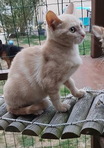 chat oise